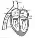Fig. 01 - Delivery systems with tethers for prosthetic heart valve devices and associated methods