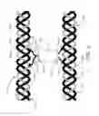 Fig. 04 - Massage rope