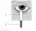 Fig. 01 - Ophthalmologic Pharmaceutical Composition