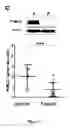 Fig. 04 - Methods and pharmaceutical compositions for the treatment of retinal capillary non-perfusion