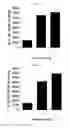 Fig. 06 - Microvesicles derived from nucleated, mammalian cells and use thereof