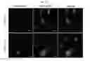 Fig. 14 - Microvesicles derived from nucleated, mammalian cells and use thereof