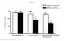 Fig. 27 - Microvesicles derived from nucleated, mammalian cells and use thereof