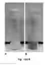 Fig. 13 - Bioactive delivery vehicles