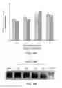 Fig. 05 - Method for enhancing folding and transport of misfolded glucocerebrosidase