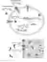 Fig. 01 - REDOX-ACTIVATED GLYCOCONJUGATED PROCHELATORS