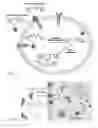 Fig. 02 - REDOX-ACTIVATED GLYCOCONJUGATED PROCHELATORS