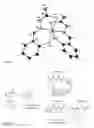 Fig. 04 - REDOX-ACTIVATED GLYCOCONJUGATED PROCHELATORS