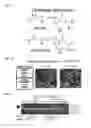 Fig. 06 - Methods for detection and eradication of myeloid leukemia stem cells