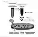Fig. 45 - Methods for detection and eradication of myeloid leukemia stem cells
