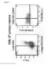 Fig. 74 - Methods for detection and eradication of myeloid leukemia stem cells