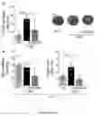 Fig. 05 - Compositions and methods for providing cardioprotective effects