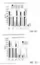 Fig. 10 - Method and compositions for cellular immunotherapy