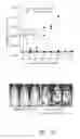 Fig. 13 - Method and compositions for cellular immunotherapy