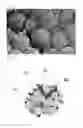 Fig. 02 - METHOD FOR TREATMENT OF INFERTILITY, PHARMACEUTICAL COMPOSITION FOR TREATMENT OF INFERTILITY AND METHOD FOR PRODUCING THE SAME