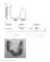 Fig. 09 - METHOD FOR TREATMENT OF INFERTILITY, PHARMACEUTICAL COMPOSITION FOR TREATMENT OF INFERTILITY AND METHOD FOR PRODUCING THE SAME