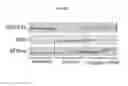 Fig. 14 - Extracellular vesicles with enhanced potency