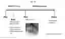 Fig. 40 - Extracellular vesicles with enhanced potency