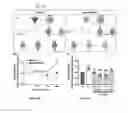Fig. 58 - Extracellular vesicles with enhanced potency