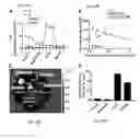 Fig. 60 - Extracellular vesicles with enhanced potency