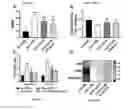 Fig. 62 - Extracellular vesicles with enhanced potency