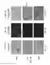Fig. 04 - METHODS OF GENERATING MESENCHYMAL STEM CELLS WHICH SECRETE NEUROTROPHIC FACTORS