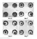 Fig. 01 - Compositions containing SPHEROID CELL AGGREGATES for enhance ovary function and preparation method of the same