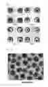 Fig. 03 - Compositions containing SPHEROID CELL AGGREGATES for enhance ovary function and preparation method of the same