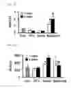 Fig. 13 - Compositions containing SPHEROID CELL AGGREGATES for enhance ovary function and preparation method of the same