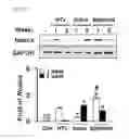 Fig. 16 - Compositions containing SPHEROID CELL AGGREGATES for enhance ovary function and preparation method of the same