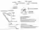 Fig. 01 - Peptides and method for treatment of cardiac arrest
