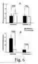 Fig. 07 - METHOD TO INDUCE NEOVASCULAR FORMATION AND TISSUE REGENERATION