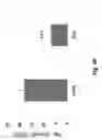 Fig. 13 - Method of treating cancer with compositions comprising IL-31