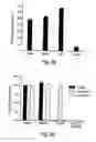 Fig. 06 - Consensus/ancestral immunogens