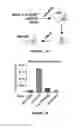 Fig. 02 - METHOD FOR PREPARING VIRAL PARTICLES WITH CYCLIC DINUCLEOTIDE AND USE OF SAID PARTICLES FOR INDUCING IMMUNE RESPONSE