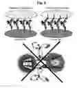 Fig. 07 - Library of antigen-binding molecules including modified antibody variable region