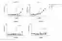 Fig. 01 - Anti-podocalyxin antibodies and methods of using the same