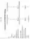 Fig. 26 - Anti-podocalyxin antibodies and methods of using the same