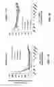Fig. 02 - PHARMACEUTICAL FORMULATION FOR REDUCING BLADDER SPASMS AND METHOD OF USE THEREOF