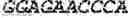 Fig. 20 - RNA-based logic circuits with RNA binding proteins, aptamers and small molecules