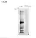 Fig. 04 - Acellular corneas, methods of producing the same and uses thereof