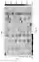 Fig. 09 - Novel Polymers Which Resist Bacterial Attachment