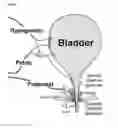 Fig. 02 - State-dependent peripheral neuromodulation to treat bladder dysfunction