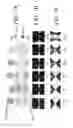 Fig. 09 - Systems and methods for unipolar separation of emulsions and other mixtures
