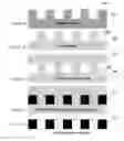 Fig. 03 - POLYMER MEMBRANES HAVING OPEN THROUGH HOLES, AND METHOD OF FABRICATION THEREOF
