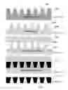 Fig. 13 - POLYMER MEMBRANES HAVING OPEN THROUGH HOLES, AND METHOD OF FABRICATION THEREOF