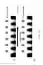 Fig. 23 - POLYMER MEMBRANES HAVING OPEN THROUGH HOLES, AND METHOD OF FABRICATION THEREOF
