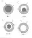 Fig. 02 - Preparation of carbon nanotube shell materials
