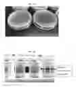 Fig. 02 - Methods and compositions for improving plant traits