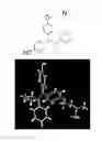 Fig. 01 - ERR modulators and uses thereof